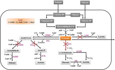 Efficient Production of Pyruvate Using Metabolically Engineered Lactococcus lactis